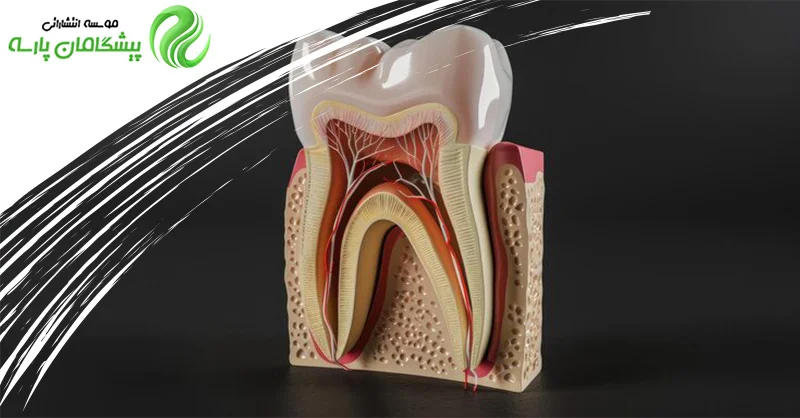 پریودنشیوم دندان
